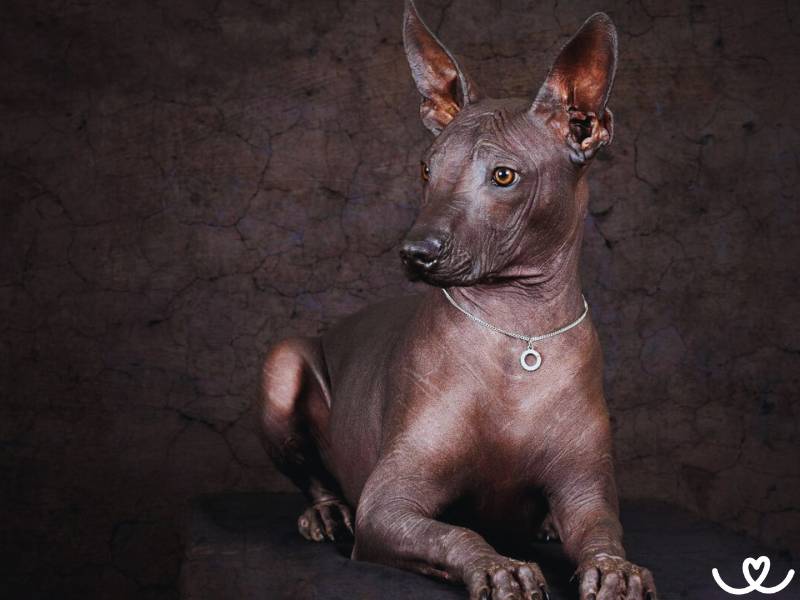 Plemeno-mexicky-nahac-Xoloitzcuintle (11)